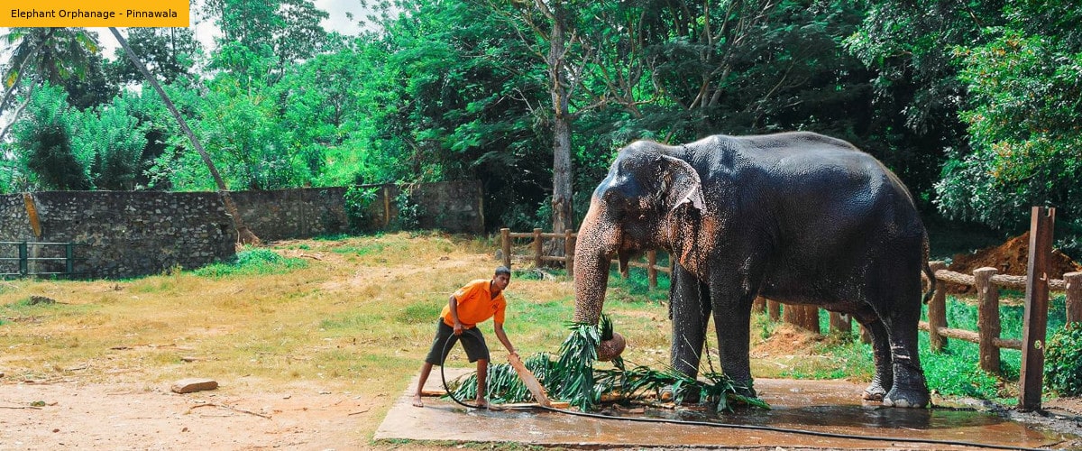 Pinnawala Elephant Orphanage