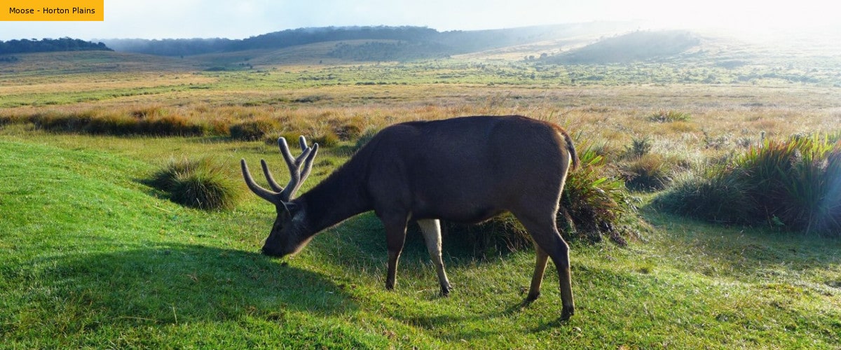 Moose in Nuwara Eliya